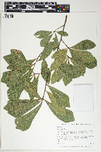 Quercus nigra image