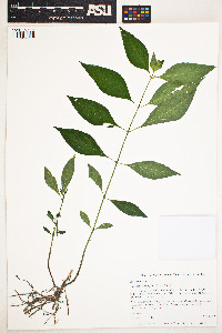 Image of Yeatesia viridiflora