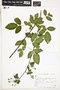 Image of Rubus argutus