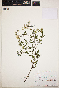 Eupatorium semiserratum image