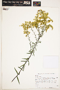 Image of Solidago odora