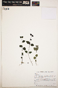 Mitchella repens image