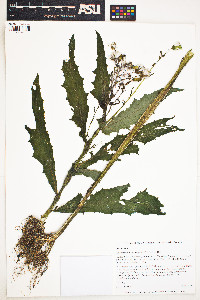 Image of Erechtites hieraciifolia