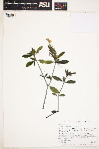 Ruellia caroliniensis image