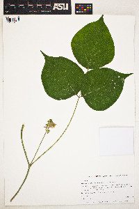 Image of Dioclea multiflora