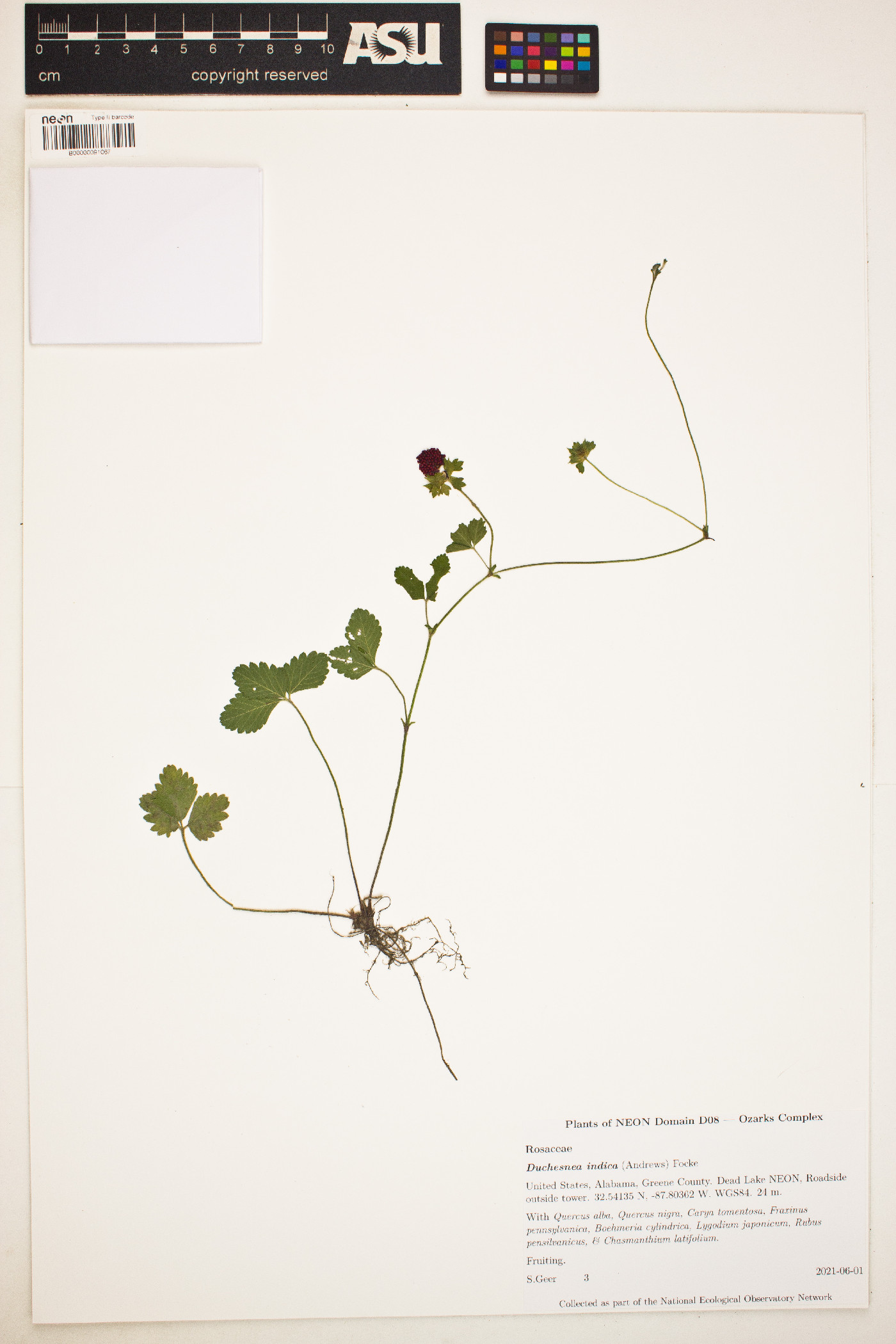 Potentilla indica image