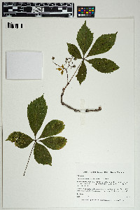 Parthenocissus quinquefolia image