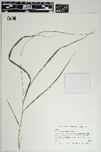 Chasmanthium sessiliflorum image