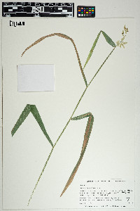 Image of Leersia lenticularis