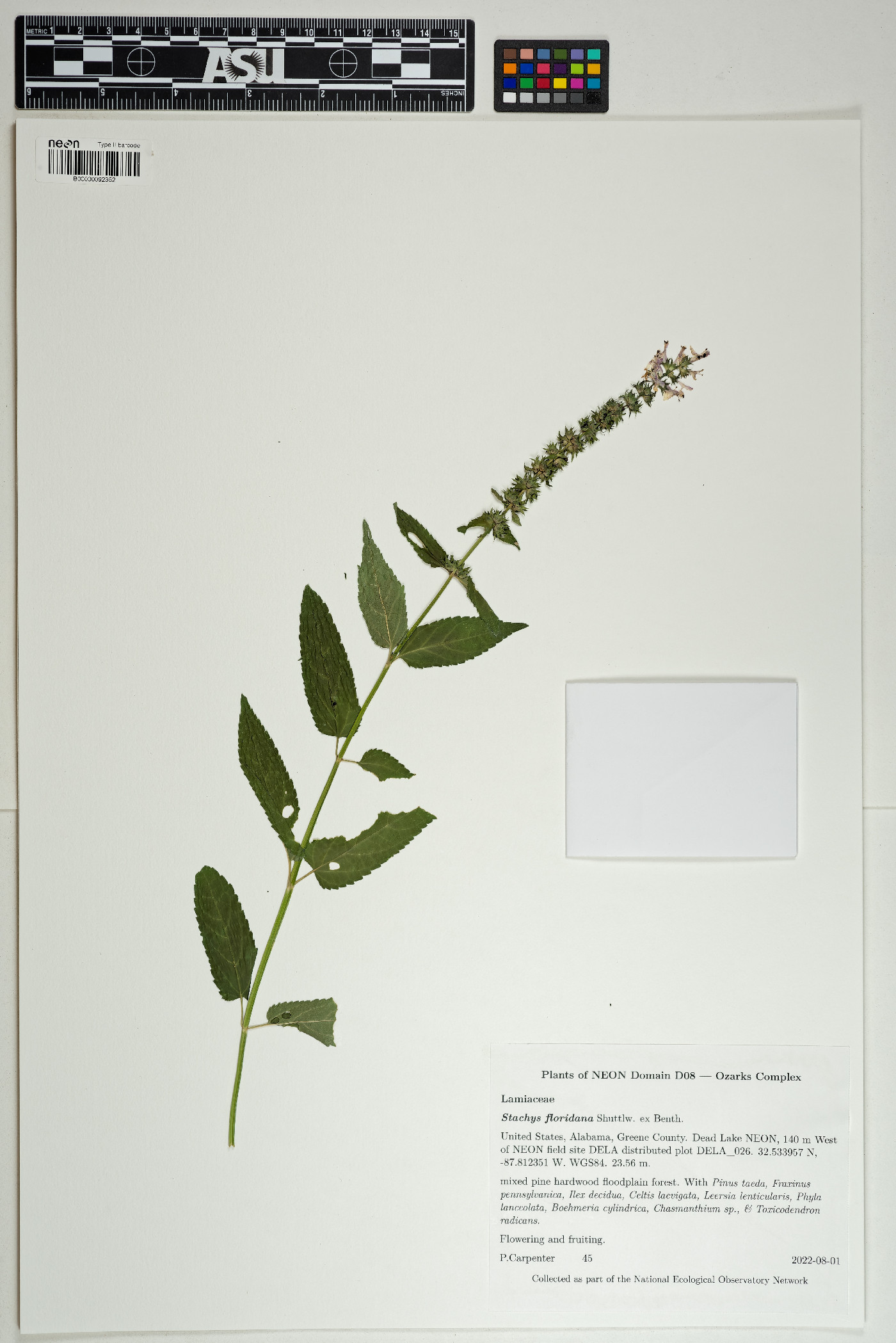 Stachys floridana image