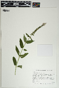 Image of Stachys floridana