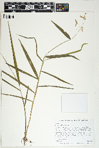 Leersia lenticularis image