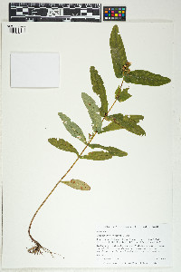 Hypericum virginicum image