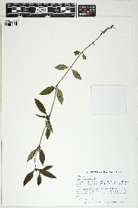 Spermacoce glabra image