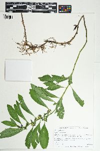 Hydrolea uniflora image