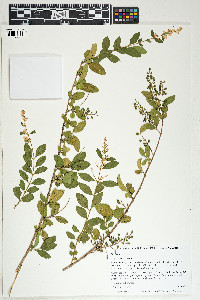 Ligustrum sinense image