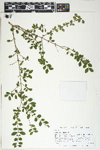 Ligustrum sinense image