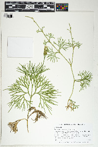 Diphasiastrum digitatum image