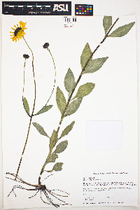 Helianthus pauciflorus image