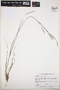 Schizachyrium scoparium image