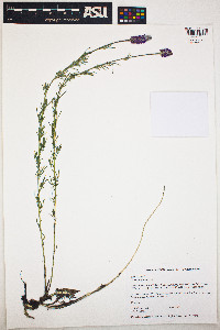 Dalea purpurea image