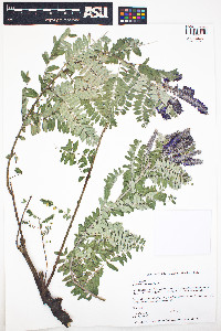 Amorpha canescens image