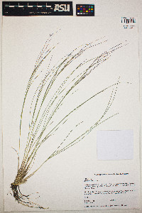 Aristida purpurea image