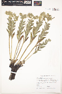 Onosmodium bejariense var. occidentale image