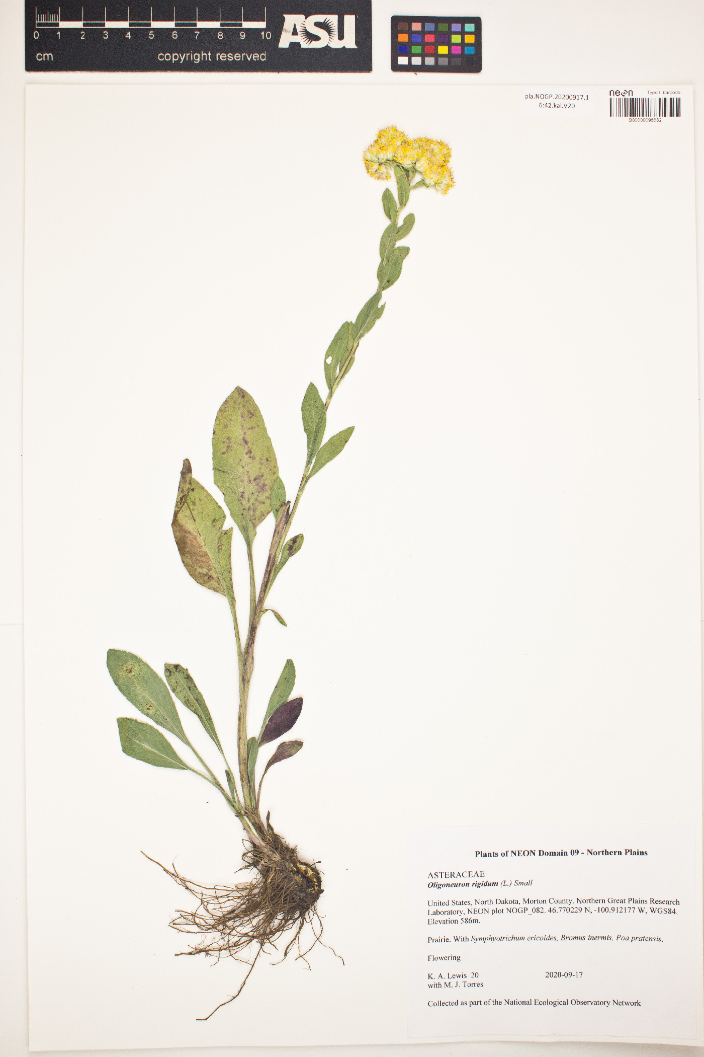 Solidago rigida subsp. rigida image