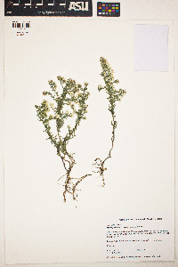 Symphyotrichum ericoides image