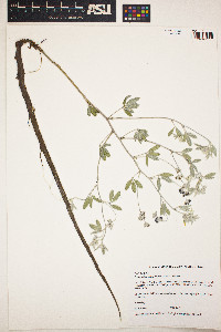 Psoralea argophylla image