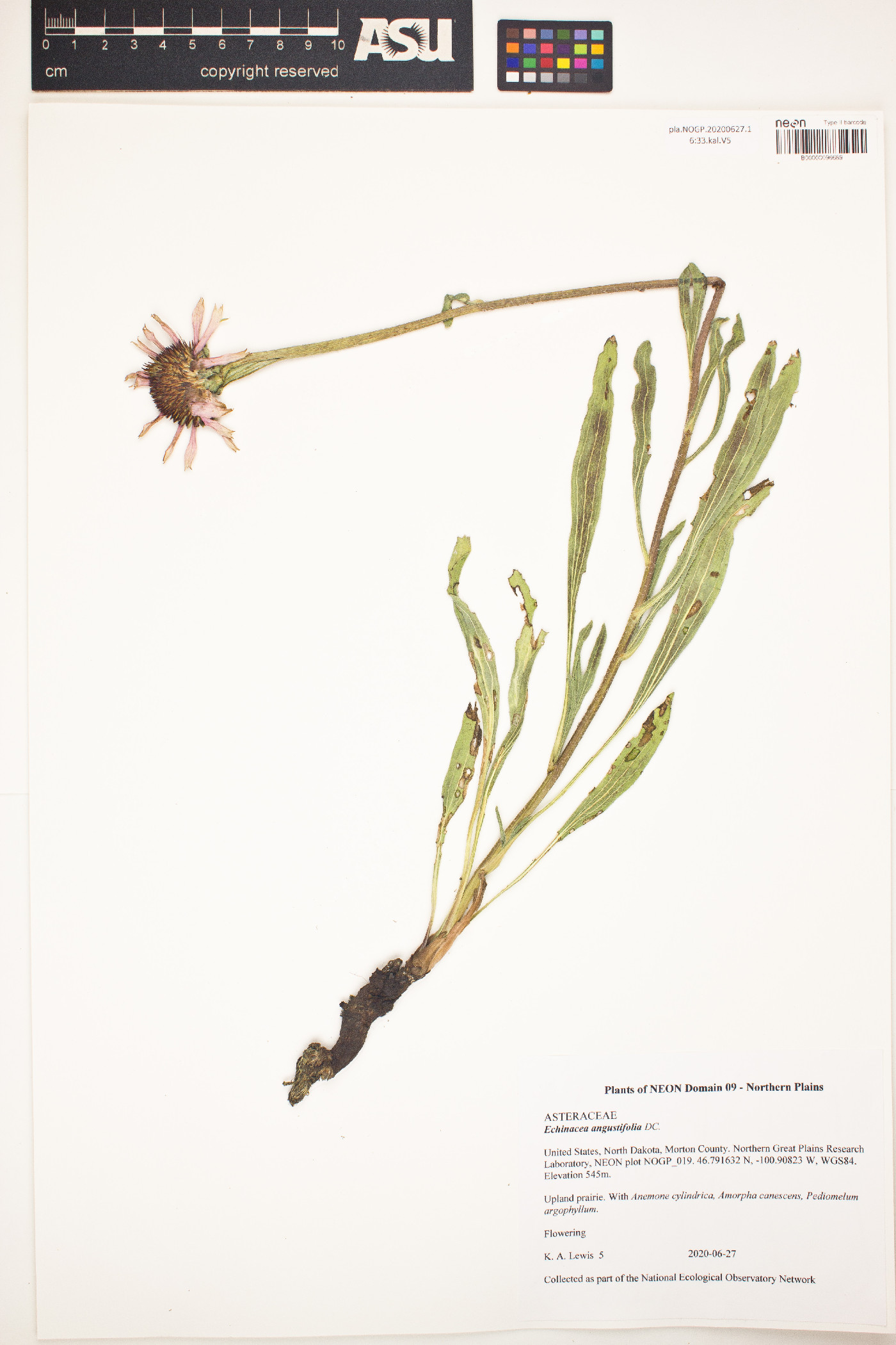 Echinacea image