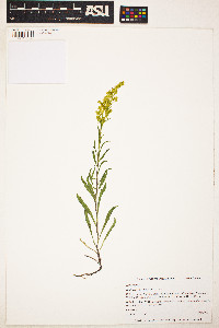 Solidago missouriensis image