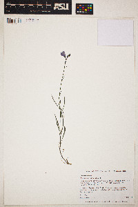 Campanula rotundifolia image