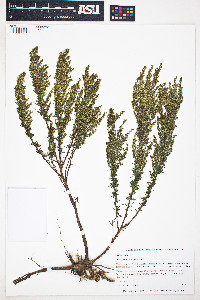 Artemisia campestris image