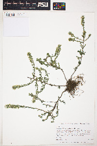 Symphyotrichum ericoides image