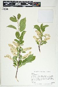 Prunus virginiana image