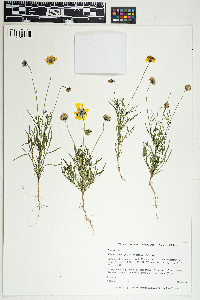 Thelesperma filifolium image