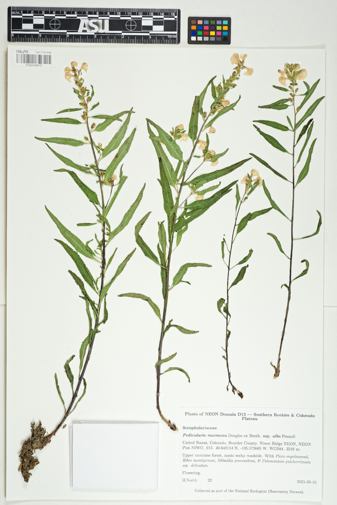 Pedicularis racemosa subsp. alba image