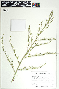 Salsola collina image