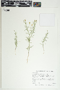 Image of Ipomopsis laxiflora