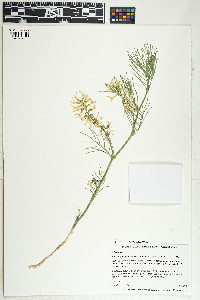 Image of Astragalus pectinatus