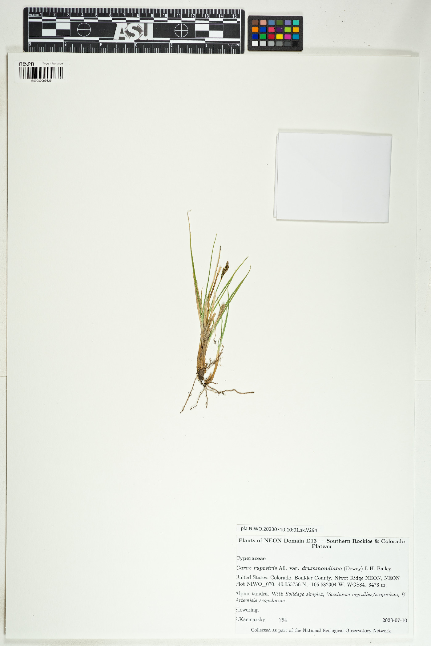 Carex rupestris image