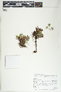 Sibbaldia procumbens image