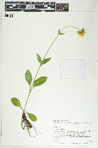 Arnica mollis image