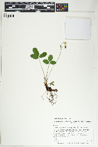 Fragaria virginiana image