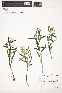 Pedicularis racemosa image