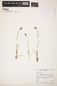 Luzula spicata image