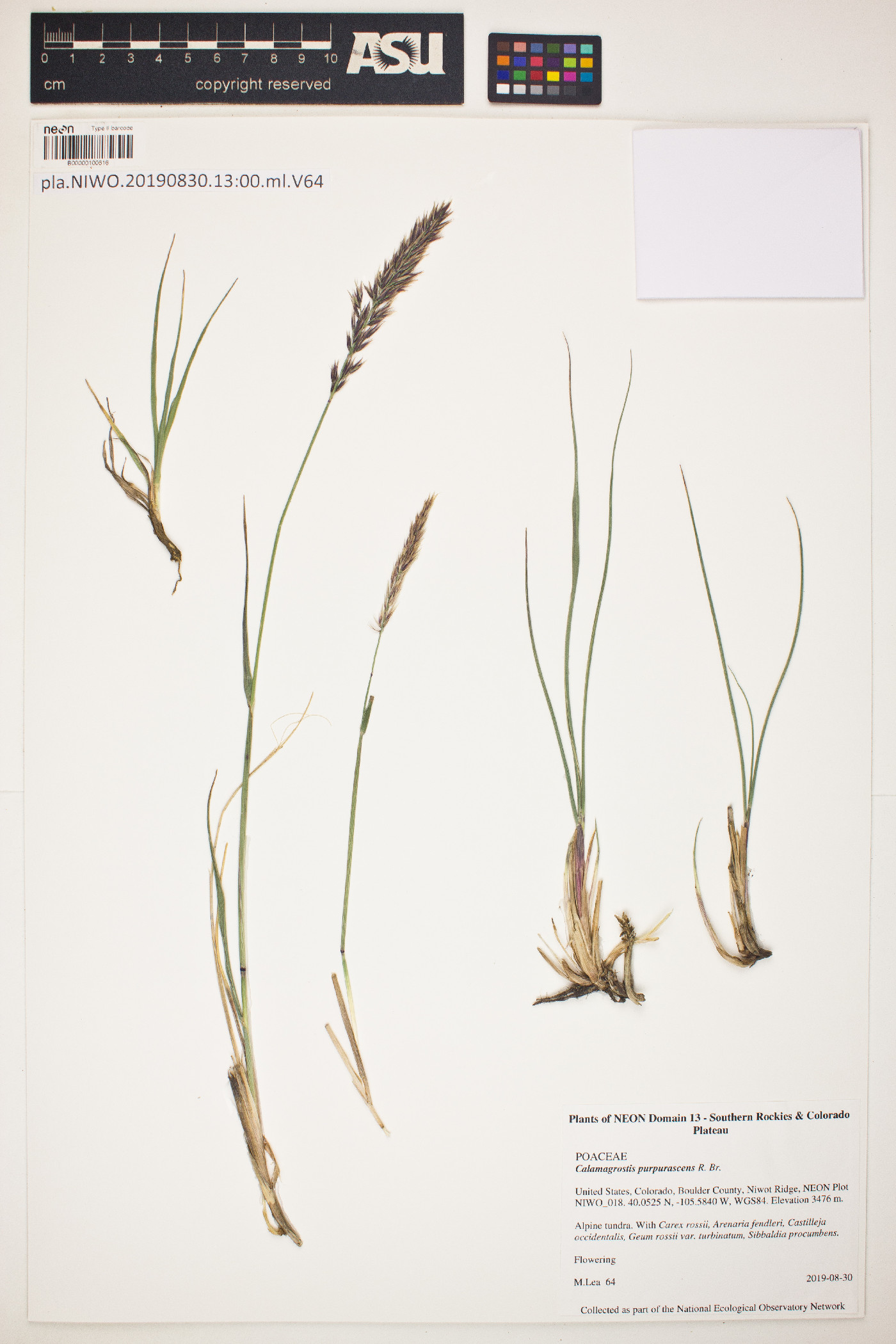 Calamagrostis purpurascens image