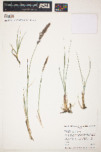 Calamagrostis purpurascens image